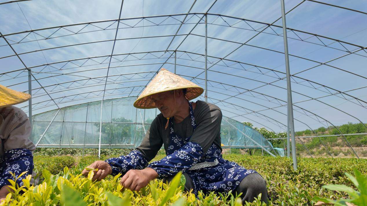融媒·见证丨山区百姓增收致富，文旅发展再添助力——群山深处有茶香