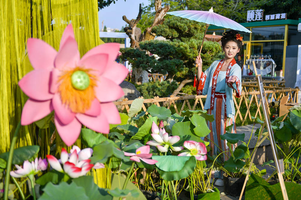 一年四季 泉在济南丨荷花主题市集开启夏日限定浪漫
