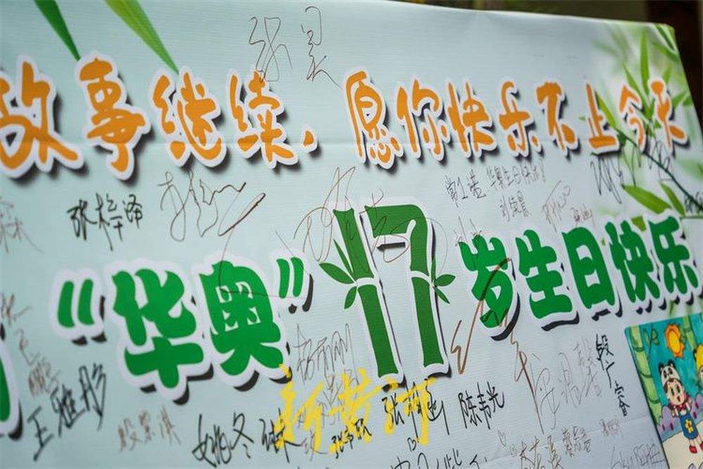 “华奥”17岁啦！游人围观大熊猫品尝生日大餐