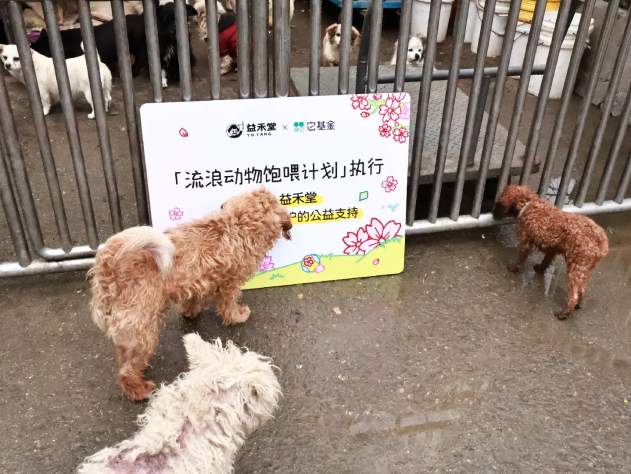 流浪动物救助的“毛细血管”：益禾堂五城六站公益行动纪实