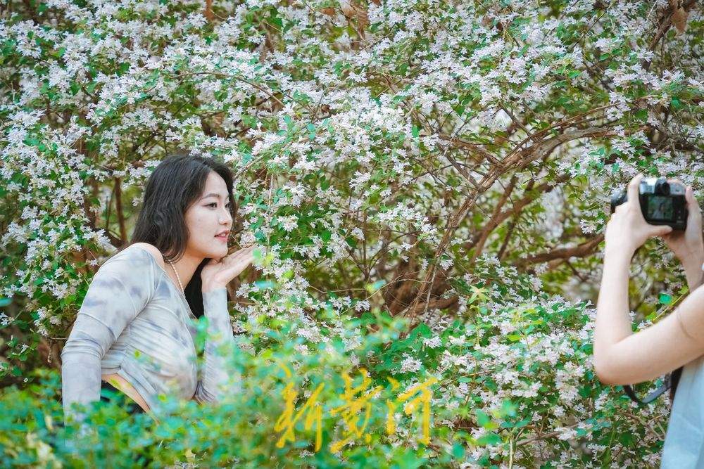 一年四季 泉在济南｜人在花中游 猬实花盛开绘就泉城春日盛景