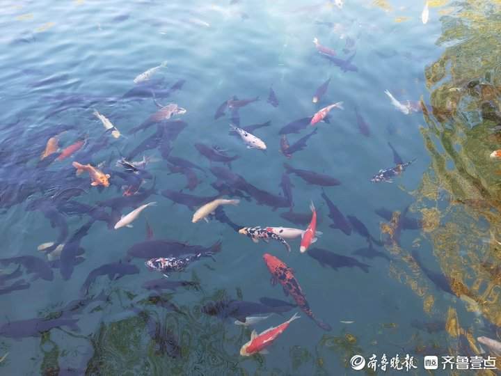 冬日济南珍珠泉，水清鱼美