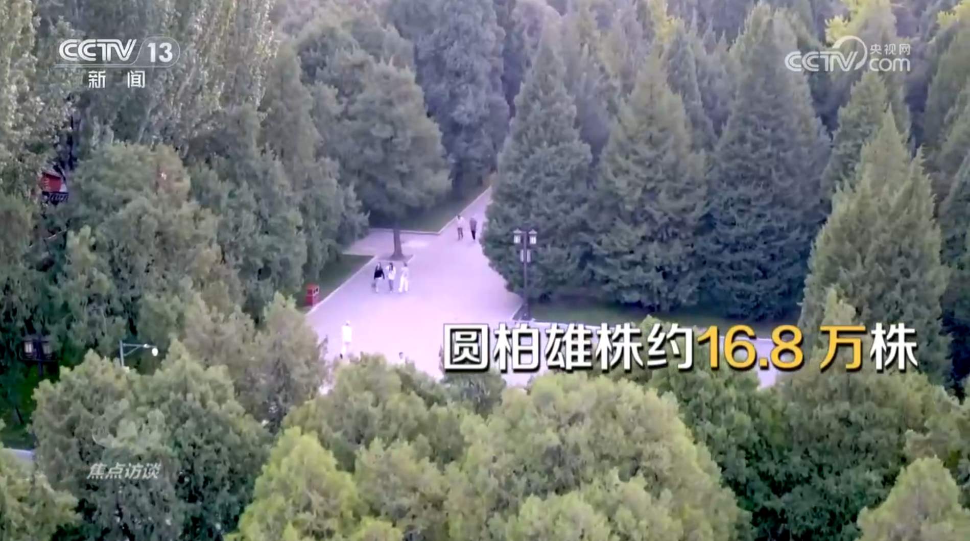 焦点访谈|花粉过敏成“隐形烦恼”,如何应对?一文了解