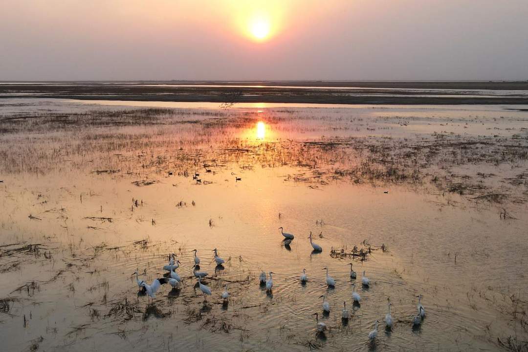 国内非常罕见的小绒鸭，在这里首次发现！