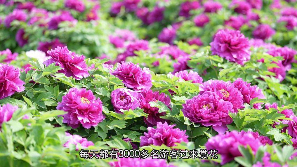 新华视点丨春日焕新景 产业促振兴