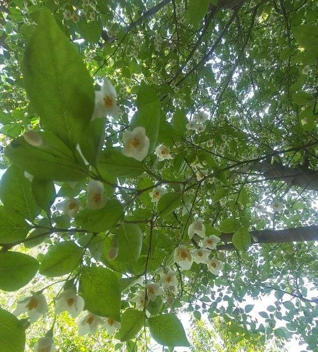 趵突泉景区仅有一株的野茉莉开花了