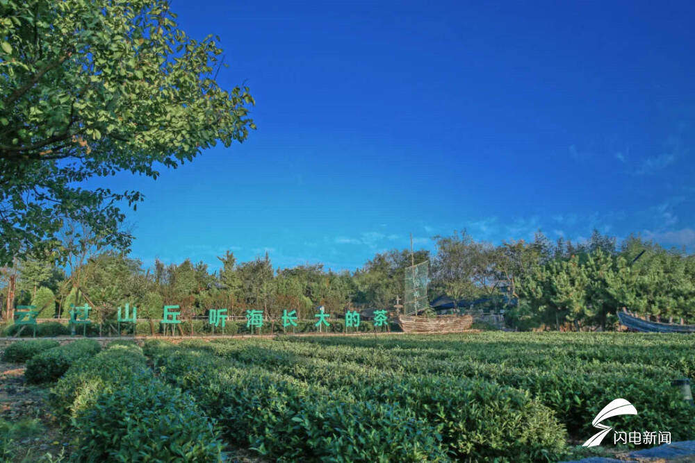 在日照,品一杯听海长大的茶|青春思政课