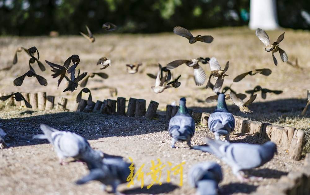 济南大明湖这里变“食堂”，市民投喂吸引百只鸟儿来觅食