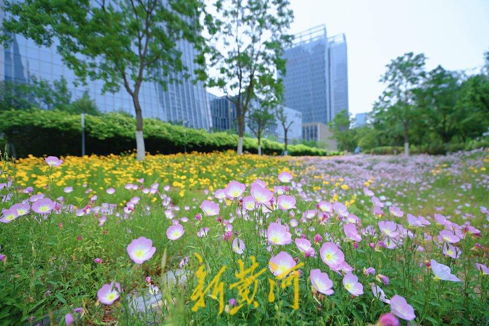 “夏味”十足 济南CBD绽放美丽花海