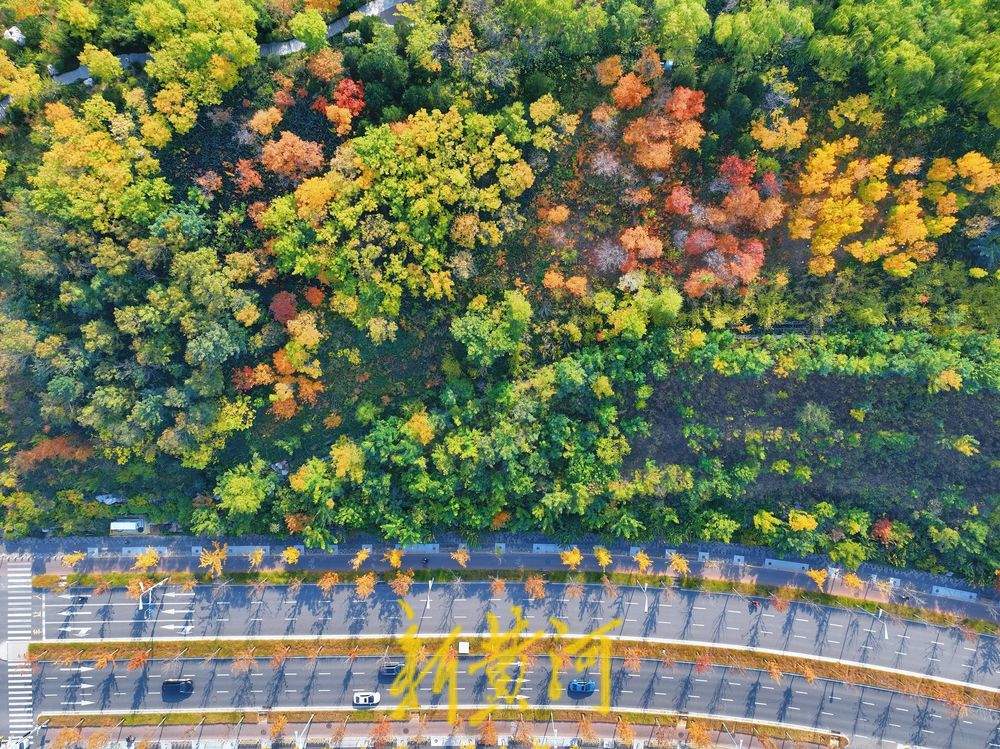 秋色烂漫 济南茂岭山公园层林尽染入画来