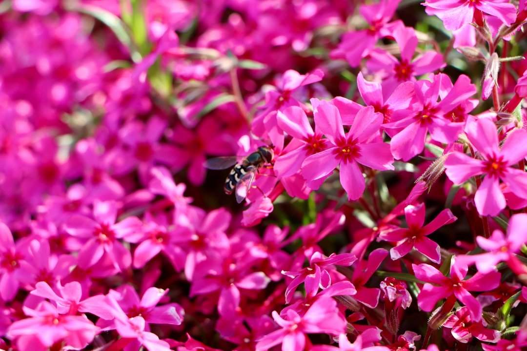 雨后春意浓，芝樱满坡开