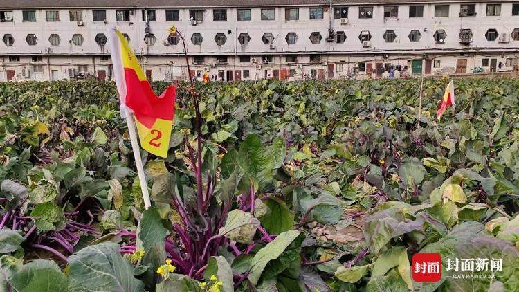 吃了能成仙？两根菜薹喊价18888元！商家回应