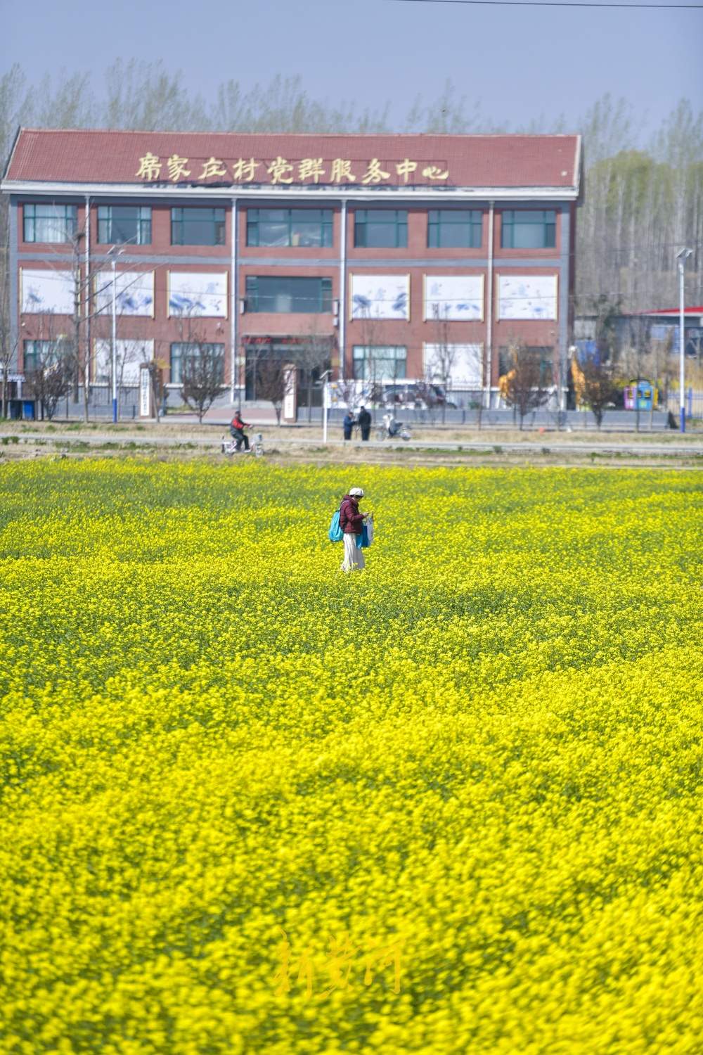 济南这处油菜花地免费开放，市民可尽情拍照嬉闹