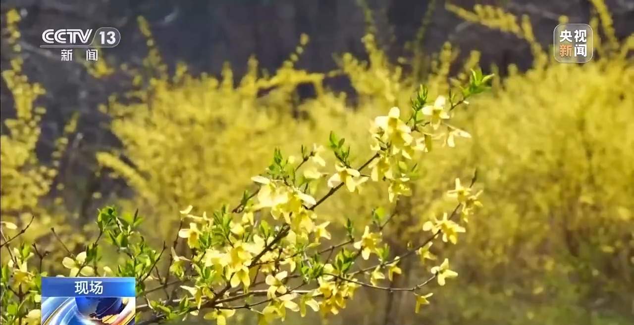 有“颜”又有“值” 朵朵春花点亮乡村致富路