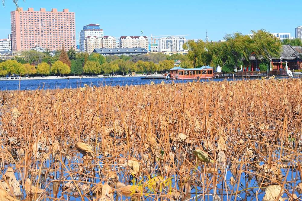 大明湖畔画残荷，风光旖旎静谧宜人