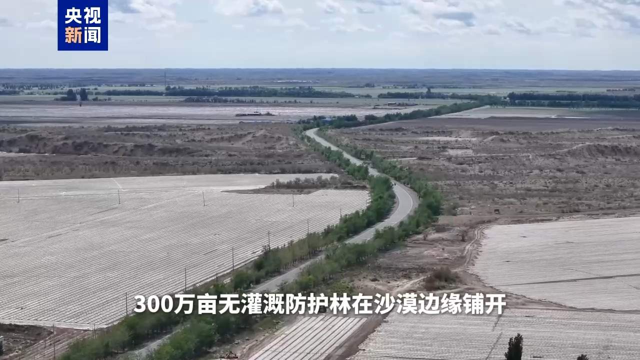 视频丨流沙变稳固还能跳高 揭秘新疆棉花秆治沙硬核技术