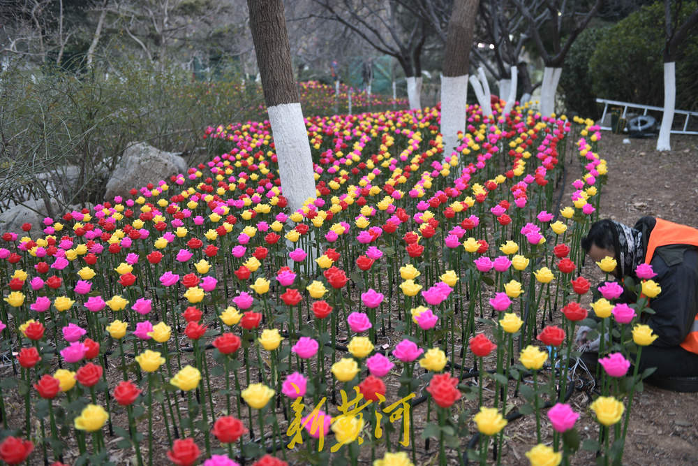 泉畔新春灯饰亮相 玫瑰花海与芦苇光影共绘泉城夜色