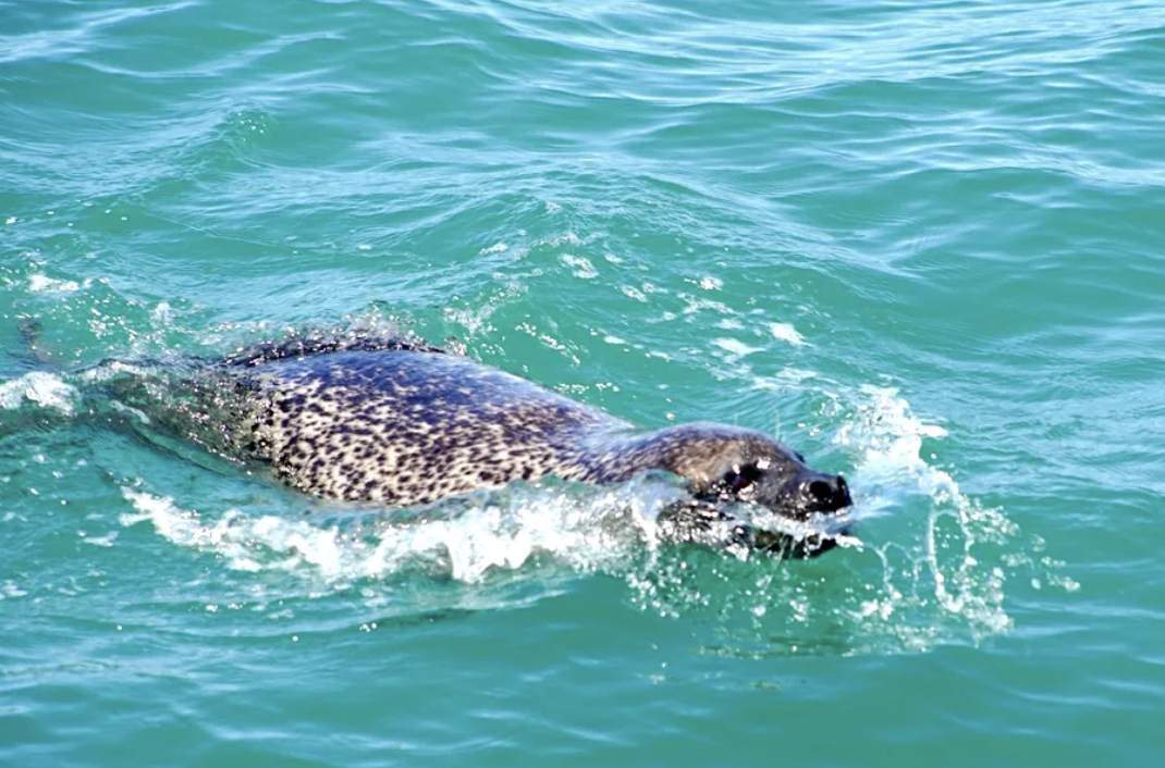 10头斑海豹重返大海！揭秘放归前的野化训练