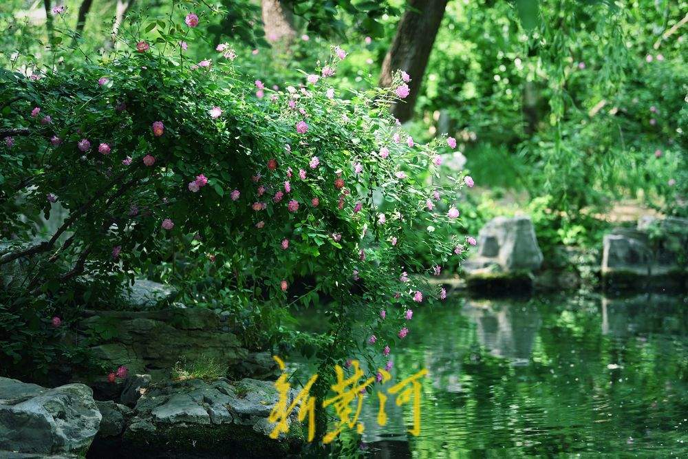 五龙潭泉畔川剧“变脸表演”吸眼球