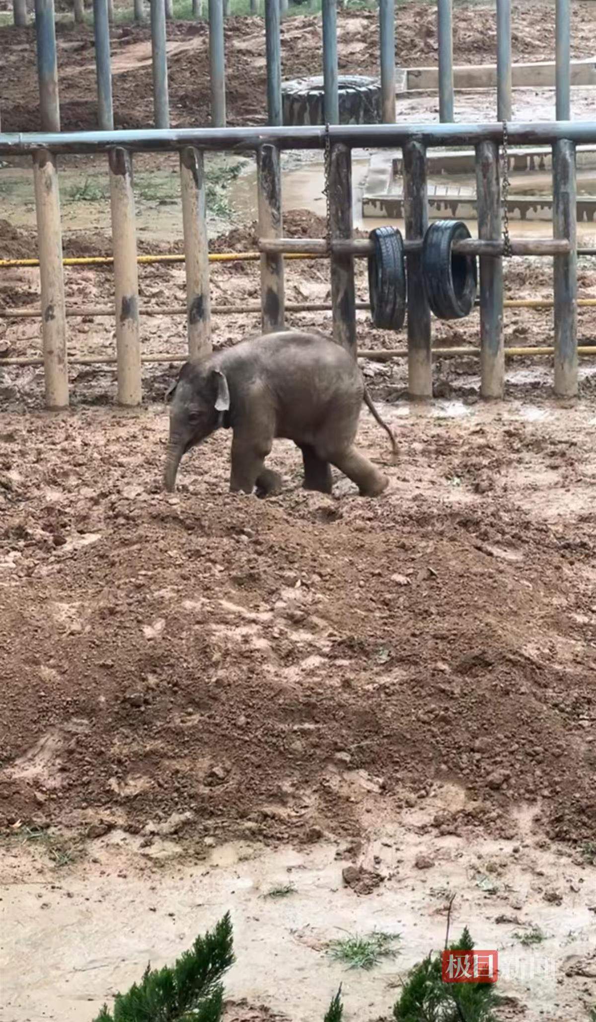 一年四季 泉在济南丨济南动物园明星小象“出街” 游客提前占位等待