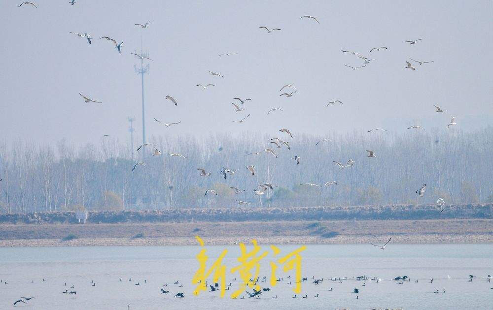 成群野生鸟落户鹊山水库沉沙池越冬