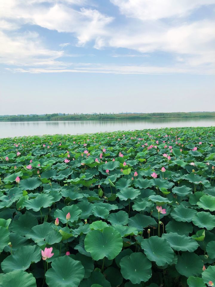 26项活动,持续一个月,白云湖邀您来赏荷!