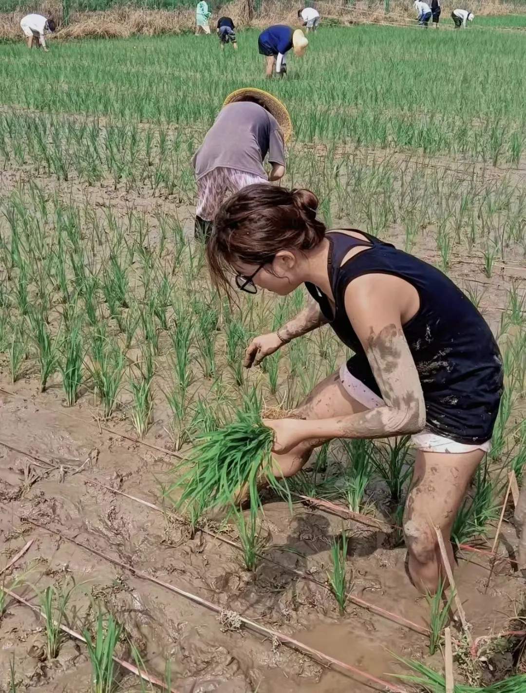 “我的论文被谁偷吃了” 农学生毕业论文惨遭“毒手”