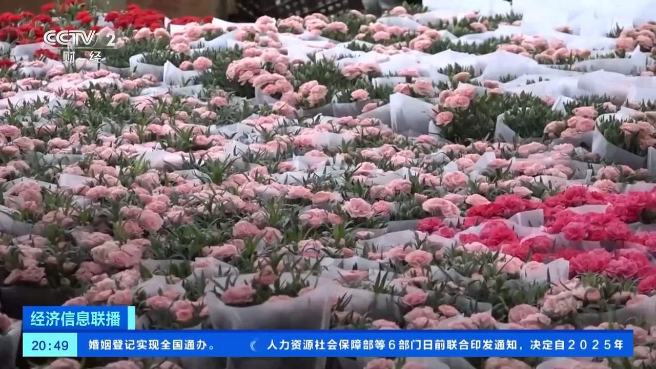 康乃馨、芍药热卖 母亲节多地鲜花销售火爆