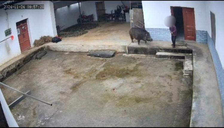 陕西一老人在自家院中遭野猪袭击不幸身亡