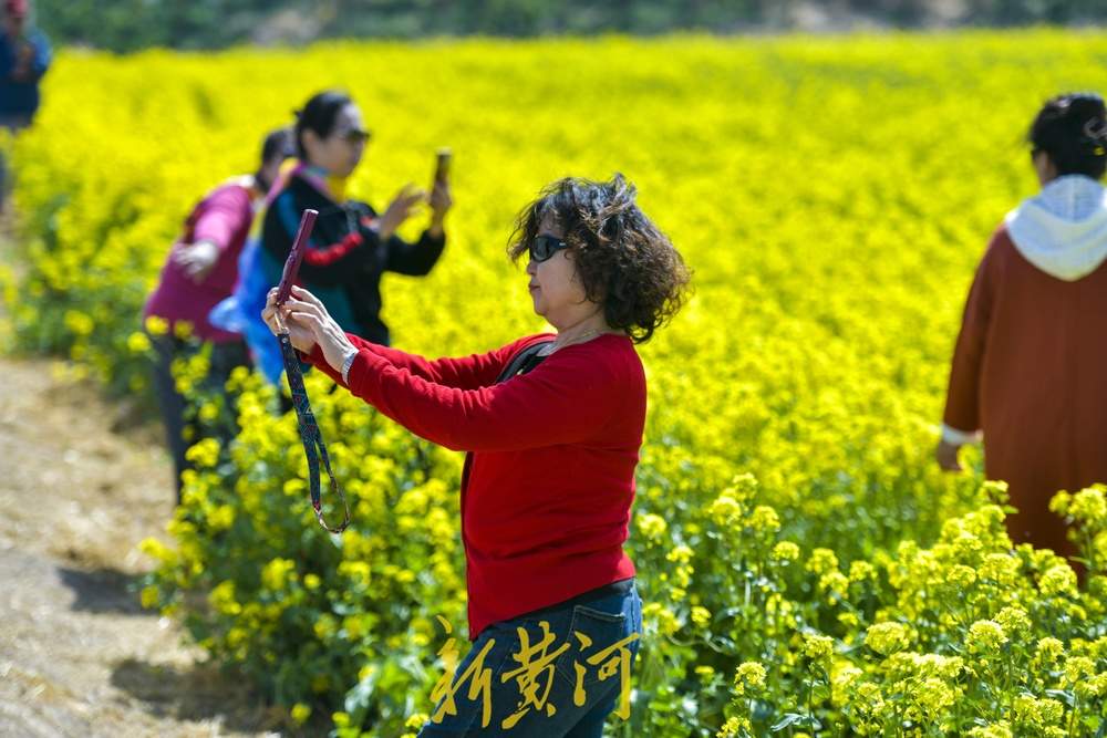 济南这处油菜花地免费开放，市民可尽情拍照嬉闹