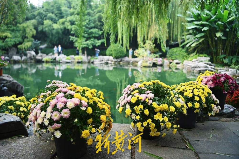 清泉映秋菊，济南趵突泉景区秋意盎然