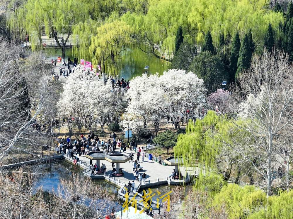 又见玉兰花开！济南百花公园赏花热 