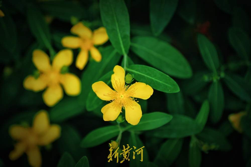 花蕊灿若金丝！济南泉城公园金丝桃花盛放