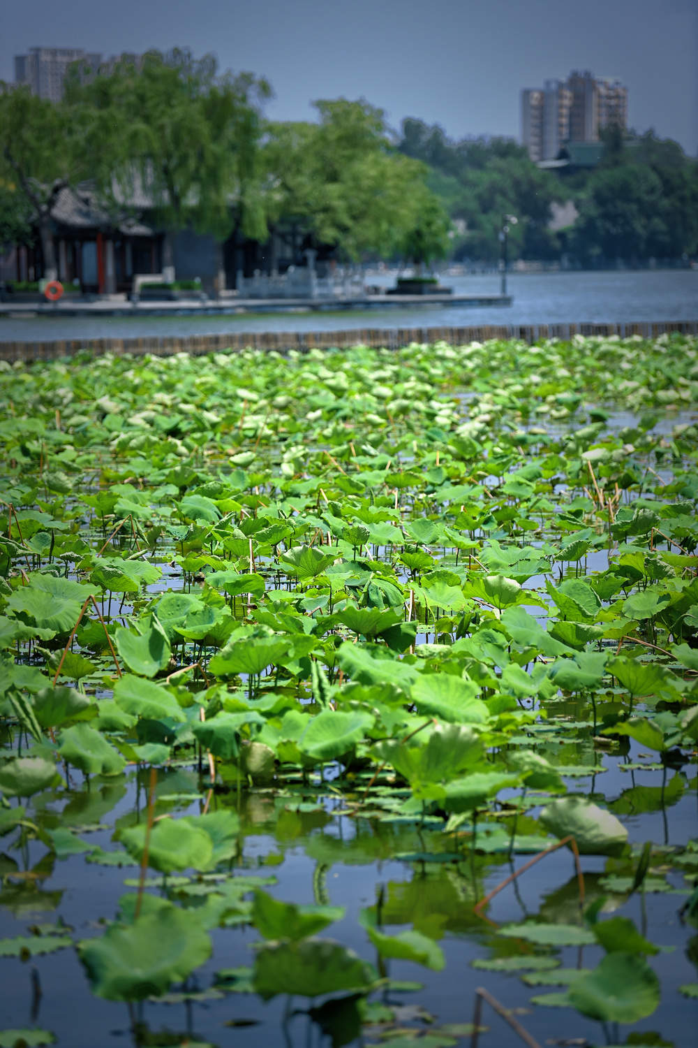老城泉水显风韵 大明湖畔小荷露尖角