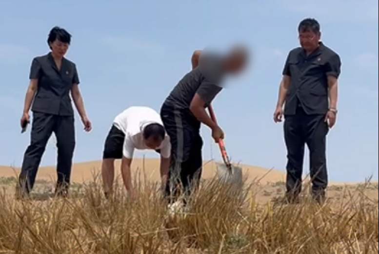 男子违法砍树503棵被判到荒漠植绿 躬身自省弥补过错！