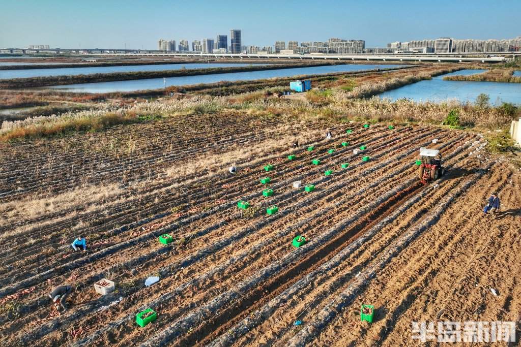 盐碱地上的“甜蜜”