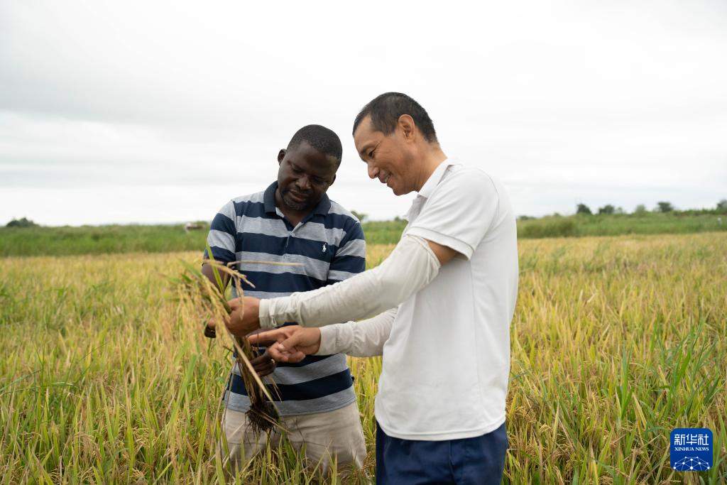 通讯丨中国农业专家助力莫桑比克农业提质增效