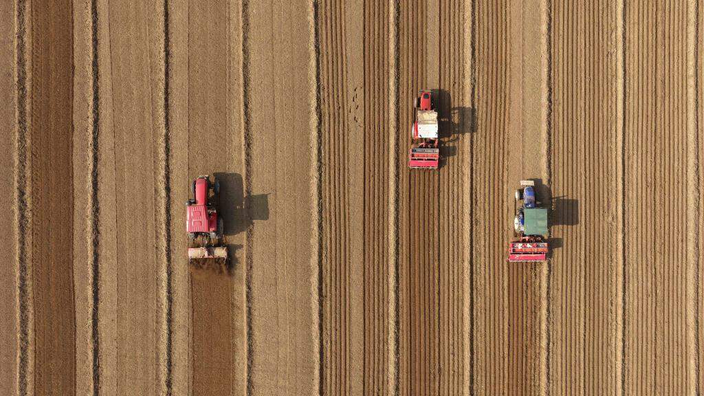 14297.5亿斤!今年粮食再获丰收