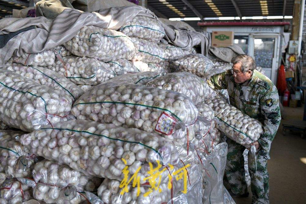 腊八节临近大蒜需求升温，价格与往年同期持平