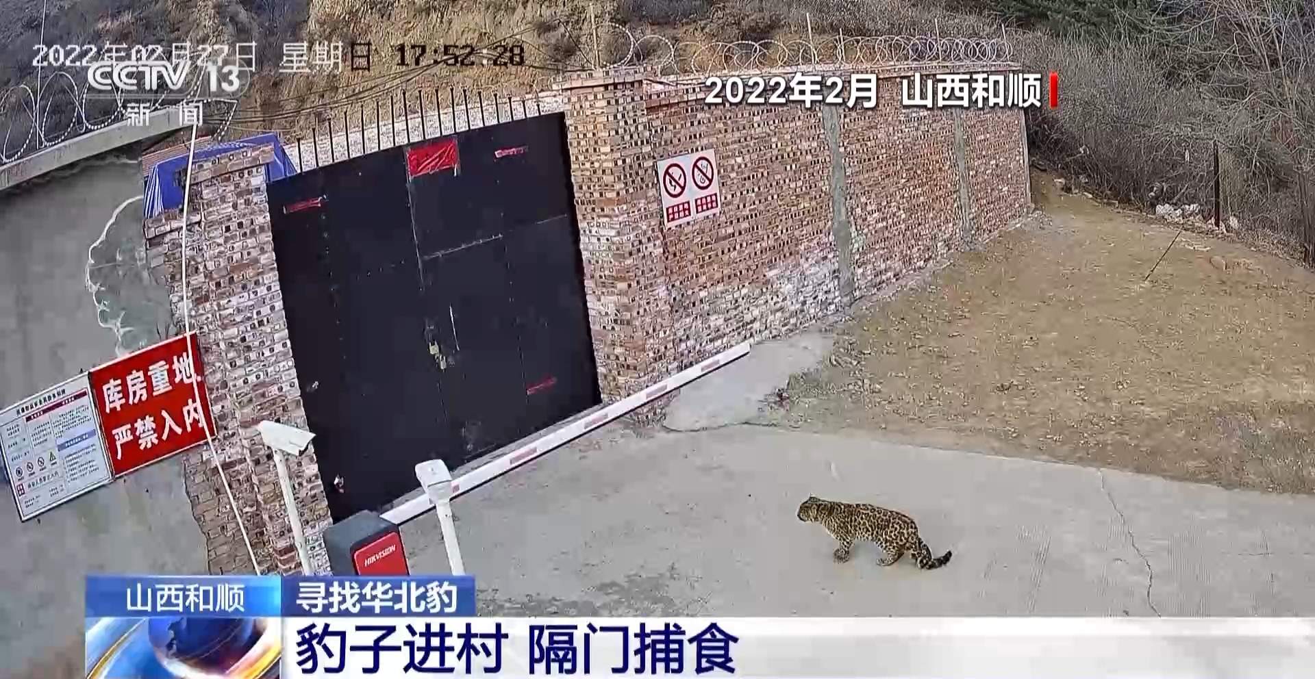 前方有豹出没 野生动物保护与村民利益如何平衡?