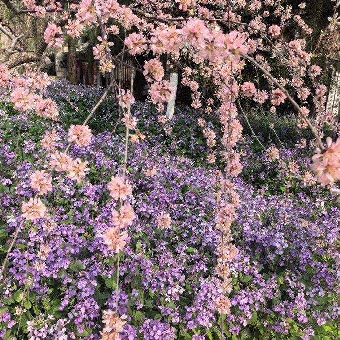 一城春色半城花！济南九大公园藏着这些爆款花景