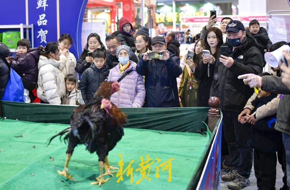 年货会千种好品汇集，非遗斗鸡添彩