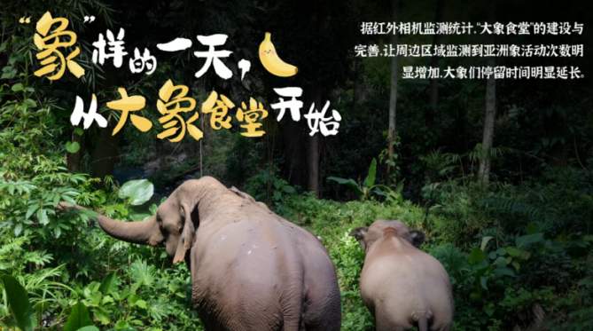 守护野生动植物的多样之美 伊利持续为亚洲象打造美好家园