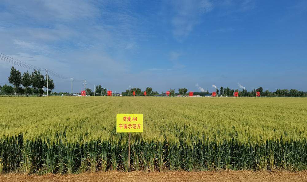 十年淬炼打破育种魔咒，基因破译改写种质历史——一粒中国好麦的“粮芯”独白