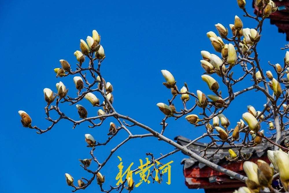 济南大明湖玉兰次第开放 白玉兰含苞伴古建