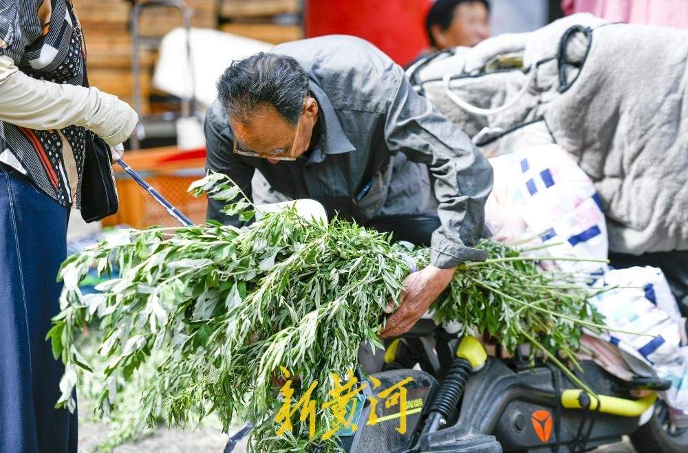 端午临近,艾草飘香