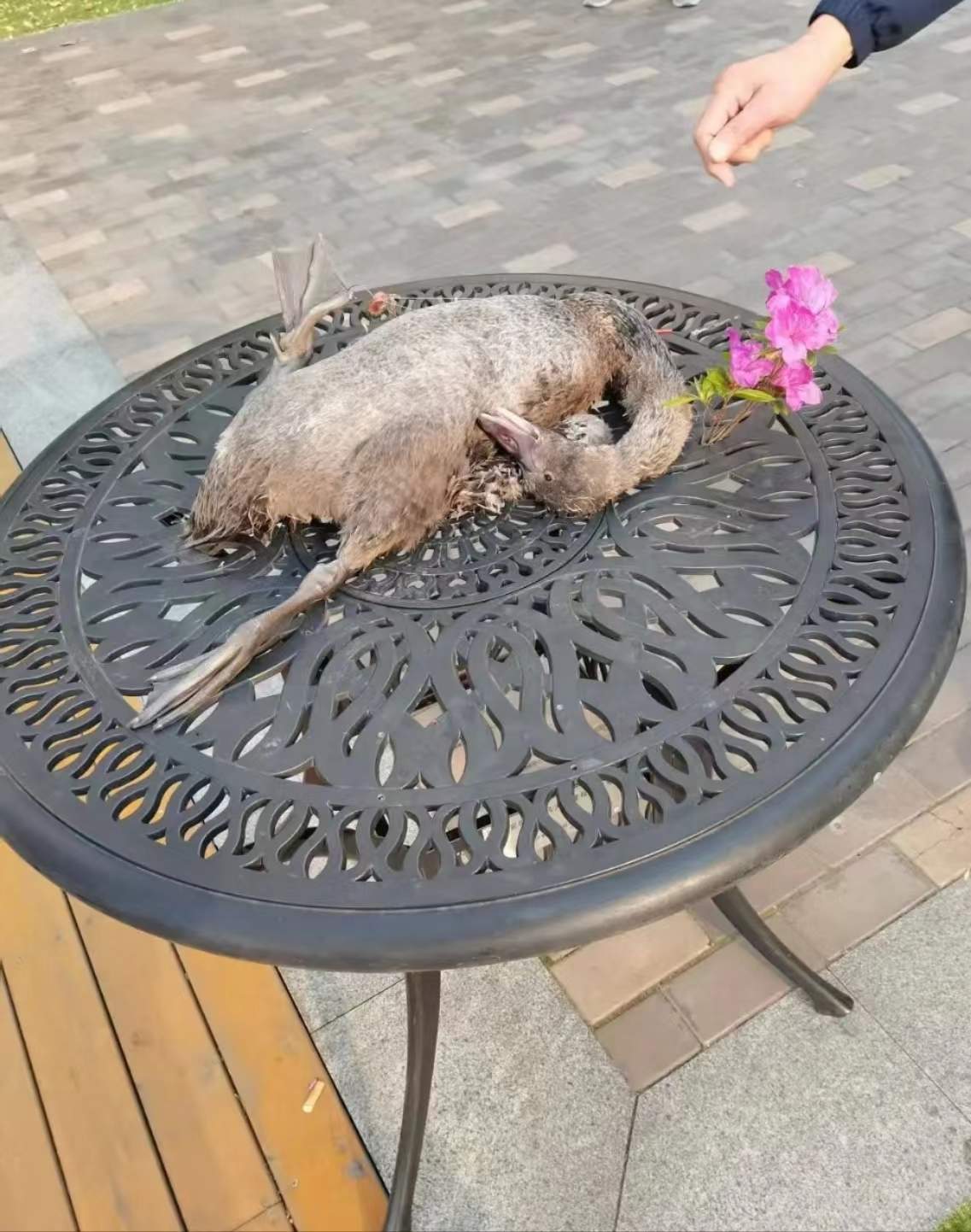 安徽一高校有黑天鹅幼崽被鱼线缠死？校方：属实，已禁止钓鱼