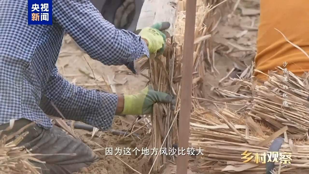 视频丨荒漠也可以成花海 看“沙漠玫瑰”背后的生态之变