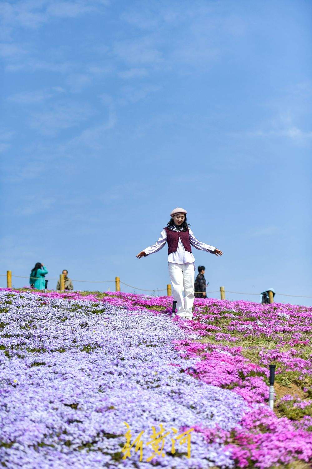 “泉”在济南过五一｜济南牧牛山公园福禄考花盛开