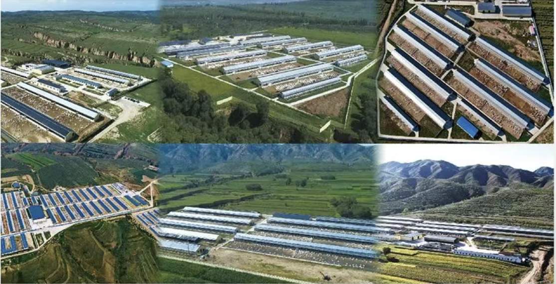 从黄金奶源到安心好礼，盛健生物用品质筑牢“中国礼物”根基